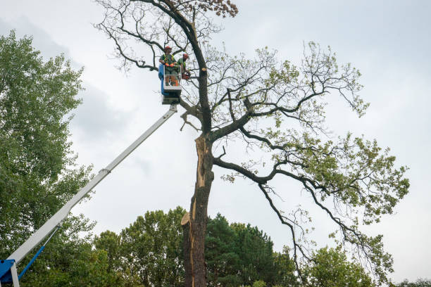 Best Arborist Consultation Services  in Fayetteville, GA